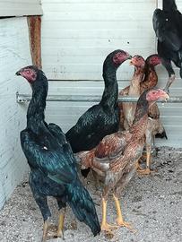 O Shamo galline Japanese