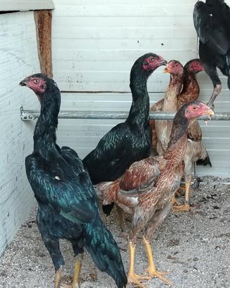 O Shamo galline Japanese