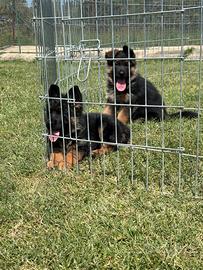 Cucciolo di pastore tedesco