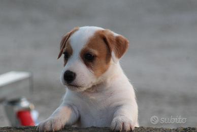 Jack russell terrier