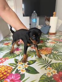 Ultimi 2 cuccioli di cane Pincher