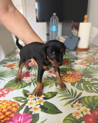 Ultimi 2 cuccioli di cane Pincher