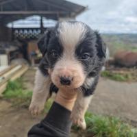 Cuccioli Border Collie