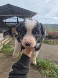Cuccioli Border Collie