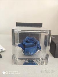 rosa blu stabilizzata 