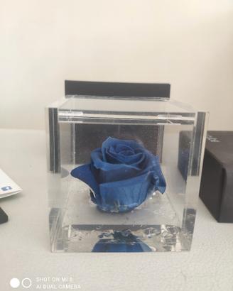 rosa blu stabilizzata 