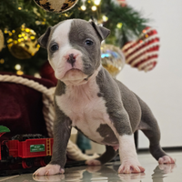 Cuccioli di Amstaff Blu con Pedigree Enci