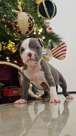 Cuccioli di Amstaff Blu con Pedigree Enci