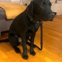 Labrador nero con pedigree rimborso spese pedigree