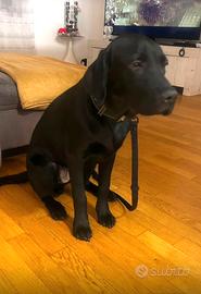 Labrador nero con pedigree rimborso spese pedigree