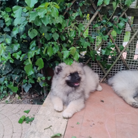 Cuccioli Spitz tedesco