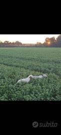 Setter inglese