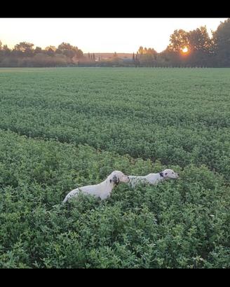 Setter inglese