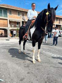 Cavallo mestizio argentino