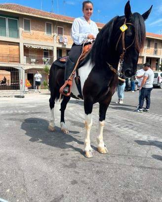 Cavallo mestizio argentino