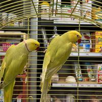 Parrocchetti dal collare mutati coppia