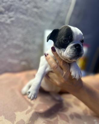 Animali