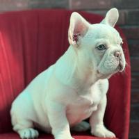 Bulldog francese