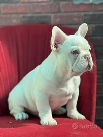 Bulldog francese