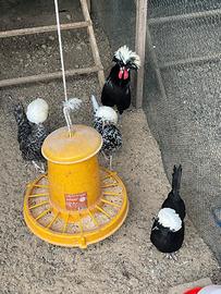 Polli Barbute di Uccle, Olandesi nane e colombe