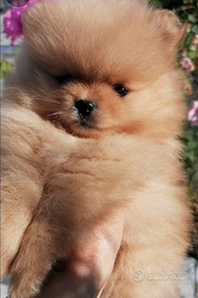 Spitz di Pomerania nani
