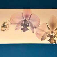 IKEA PJÄTTERYD  quadro tela orchidee