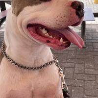 Amstaff per accoppiamento