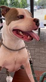 Amstaff per accoppiamento