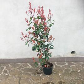 Photinia Red Robin  120/140 cm