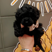 Barboncino Toy Nero Maschio