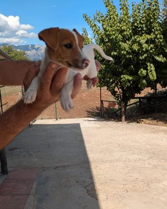 Jack Russell