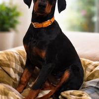 Cucciola di dobermann