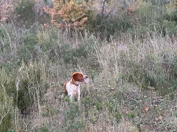 Cane breton