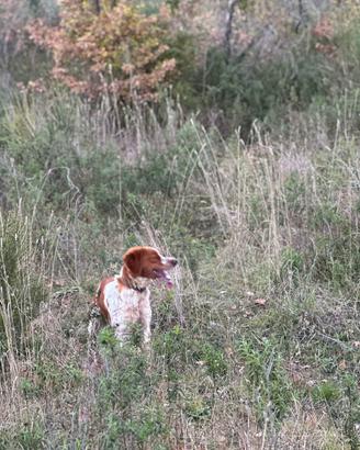 Cane breton