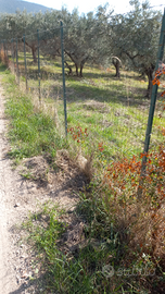 Vendita di terreno ad oliveto edificabile
