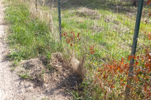 Vendita di terreno ad oliveto edificabile
