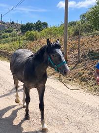 Puledro di 16 mesi