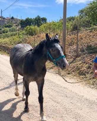 Puledro di 16 mesi