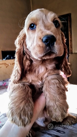Cocker spaniel inglese