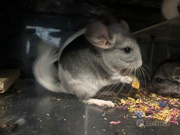 Cuccioli cincillà