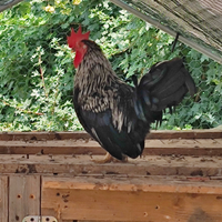 Galli galletti puri Chabo Nagasaki