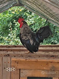 Galli galletti puri Chabo Nagasaki