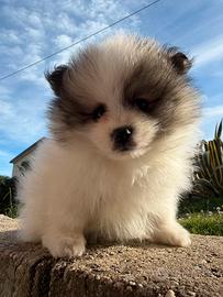 Spliz di Pomerania toy