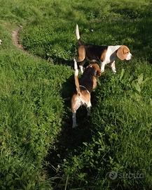 Beagle