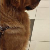 Accoppiamento Golden Retriever