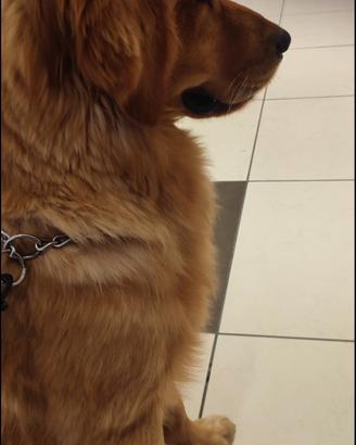 Accoppiamento Golden Retriever