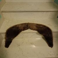 Collo in pelo di cinghiale