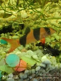 Pesce bottia pulitore