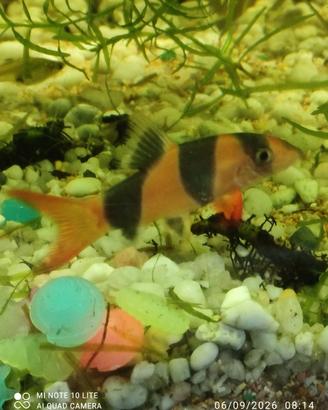 Pesce bottia pulitore