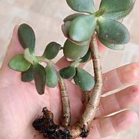 Crassula ovata (Albero di Giada)